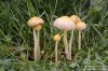 slzečník žloutkový (Houby), Bolbitius titubans (Fungi)